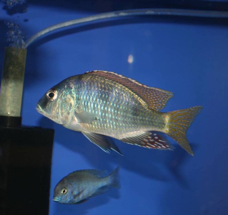 Trematocranus placodon